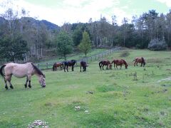 立ち寄り場所その3：木曽馬の里
ガラス細工の様なサラブレッドと違って、どっしりとした安定感に
何故だか安心感があるのよね～
いや、共通感が正しい言葉でしょうか(笑)