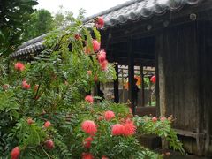 あいにくの大雨警報中。
タダ券あったので、琉球村でエイサーと民謡ライブ聴いてきました。
オオベニコウガンが咲き誇っていて、沖縄の冬が来た！と実感します。