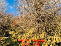 「雷神社(イカヅチジンジャ)」。

見事なイチョウの木があります。
大半が散ってしまっていますが、こちらの神社のご神木です。

なお、京急バスのバス停は｢かみなりじんじゃ（まえ）｣ですし、昔から住んでいる方は ｢かみなり様｣と呼んでいるそうですが、「いかづち」と呼ぶのが正式だそうです。 