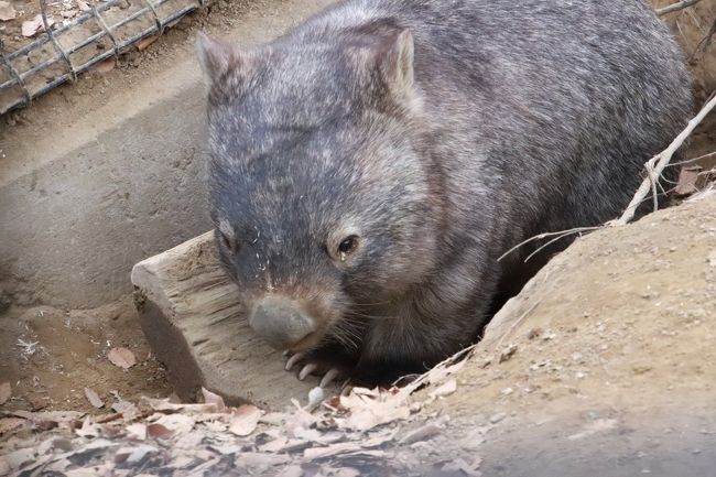 秋色の残る冬の長野の茶臼山動物園 3 レッサーパンダ以外の4大ミッションなんとか達成 ウォンバットのウォレスくん アルパカとヤマアラシとアムールトラの赤ちゃんたち他 篠ノ井 長野県 の旅行記 ブログ By まみさん フォートラベル 秋色の残る冬の長野の茶臼山動物園 3 レッサーパンダ以外の4大ミッションなんとか達成 ウォンバットのウォレスくん アルパカとヤマアラシとアムールトラの赤ちゃんたち他 篠ノ井 長野県 の旅行記 ブログ By まみさん フォートラベル