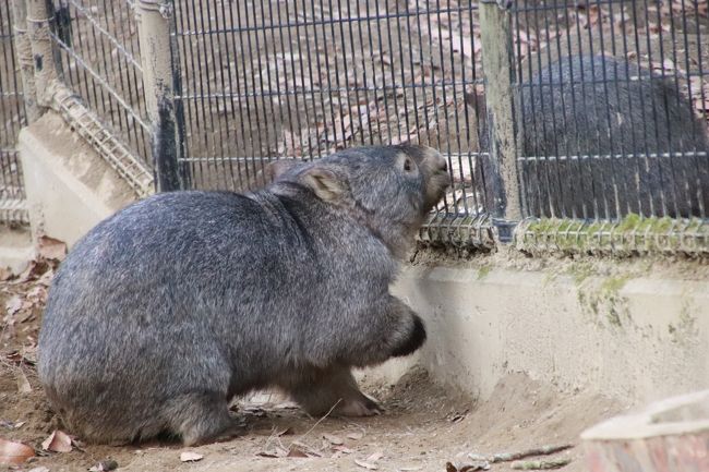 秋色の残る冬の長野の茶臼山動物園 3 レッサーパンダ以外の4大ミッションなんとか達成 ウォンバットのウォレスくん アルパカとヤマアラシとアムールトラの赤ちゃんたち他 篠ノ井 長野県 の旅行記 ブログ By まみさん フォートラベル 秋色の残る冬の長野の茶臼山動物園 3 レッサーパンダ以外の4大ミッションなんとか達成 ウォンバットのウォレスくん アルパカとヤマアラシとアムールトラの赤ちゃんたち他 篠ノ井 長野県 の旅行記 ブログ By まみさん フォートラベル