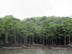 マングローブの密林はどこを見ても迫力あります。