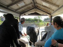 水牛車で竹富島を観光です。水牛の名前はクロちゃんです。
