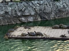 その後はまた寺院見学でボウタタウン・パゴダ に向かいました。
入り口を入ると池があって、亀とすっぽんが仲良く泳いでいました。