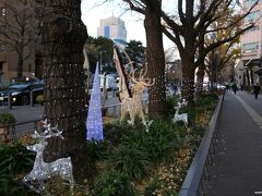 日本大通り　街路樹のイルミネーション　16:22頃

JR関内駅から日本大通りを歩いて、大さん橋へ向かいます。
時間が早いのでイルミネーションが目立ちません。