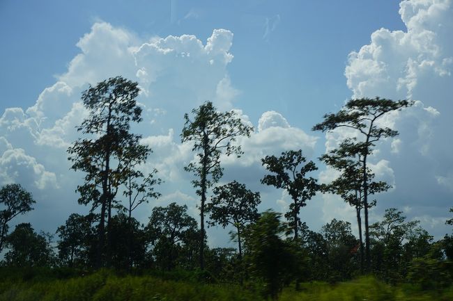 ●車内から＠シェムリアップへ<br /><br />13:10。<br />何だかとっても心地の良い風景。<br />南国だな。