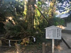 天然記念物雨乞いの楠
何年生きているのかボロボロでした。