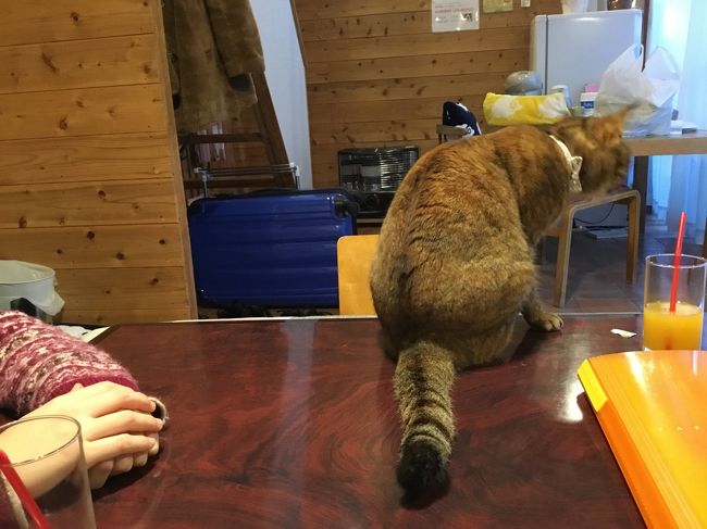 大分で猫ちゃんが添い寝してくれるオーベルゼレボーに泊まる ェ 幸せ過ぎな湯布院 湯布院 由布院温泉 大分県 の旅行記 ブログ By リリーさん フォートラベル