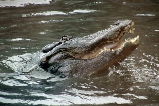 熱川バナナワニ園で18年パン活締め ３ 温泉の湯けむりの中のワニと食事タイム アマゾンマナティーのじゅんとくん 華やかなりし温泉の花たち 熱川温泉 北川温泉 静岡県 の旅行記 ブログ By まみさん フォートラベル