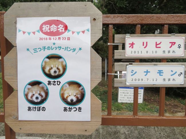 熱川バナナワニ園で18年パン活締め 2 レッサーパンダ特集 やっと会えたこだまちゃん 三つ子ちゃんが生まれて総勢13頭 雨でも薄暗くても可愛いニシレッサーたちにめろめろ 熱川温泉 北川温泉 静岡県 の旅行記 ブログ By まみさん フォートラベル 熱川バナナワニ園で18年パン活締め 2 レッサーパンダ特集 やっと会えたこだまちゃん 三つ子ちゃんが生まれて総勢13頭 雨でも薄暗くても可愛いニシレッサーたちにめろめろ 熱川温泉 北川温泉 静岡県 の旅行記 ブログ By まみさん フォートラベル