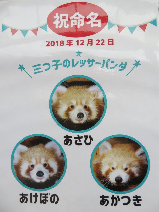 熱川バナナワニ園で18年パン活締め 2 レッサーパンダ特集 やっと会えたこだまちゃん 三つ子ちゃんが生まれて総勢13頭 雨でも薄暗くても可愛いニシレッサーたちにめろめろ 熱川温泉 北川温泉 静岡県 の旅行記 ブログ By まみさん フォートラベル 熱川バナナワニ園で18年パン活締め 2 レッサーパンダ特集 やっと会えたこだまちゃん 三つ子ちゃんが生まれて総勢13頭 雨でも薄暗くても可愛いニシレッサーたちにめろめろ 熱川温泉 北川温泉 静岡県 の旅行記 ブログ By まみさん フォートラベル