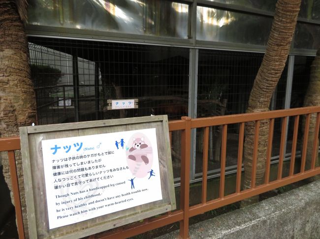 熱川バナナワニ園で18年パン活締め 2 レッサーパンダ特集 やっと会えたこだまちゃん 三つ子ちゃんが生まれて総勢13頭 雨でも薄暗くても可愛いニシレッサーたちにめろめろ 熱川温泉 北川温泉 静岡県 の旅行記 ブログ By まみさん フォートラベル 熱川バナナワニ園で18年パン活締め 2 レッサーパンダ特集 やっと会えたこだまちゃん 三つ子ちゃんが生まれて総勢13頭 雨でも薄暗くても可愛いニシレッサーたちにめろめろ 熱川温泉 北川温泉 静岡県 の旅行記 ブログ By まみさん フォートラベル