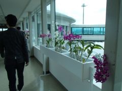 14:00
那覇空港に到着。いつものように、赤紫の蘭が出迎えてくれました。
帰りのお土産の下見をして...