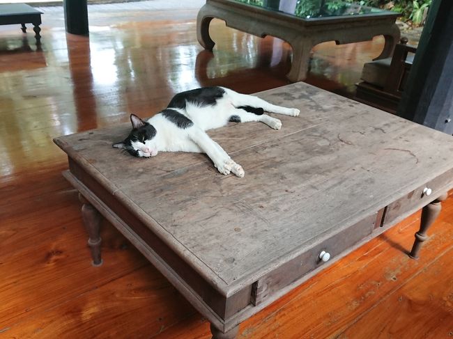 気持ち良さそう。