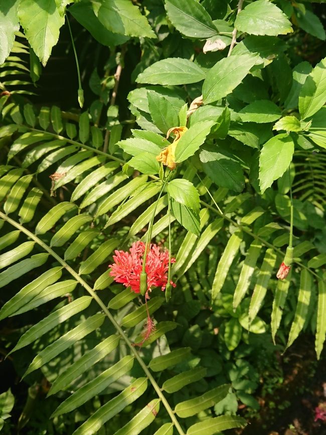 お花の名前が聞き取れませんでした。
