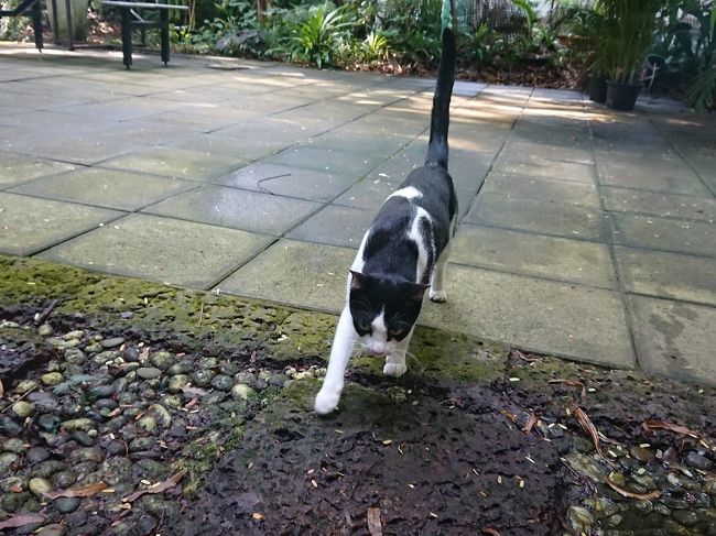 起きてきました。