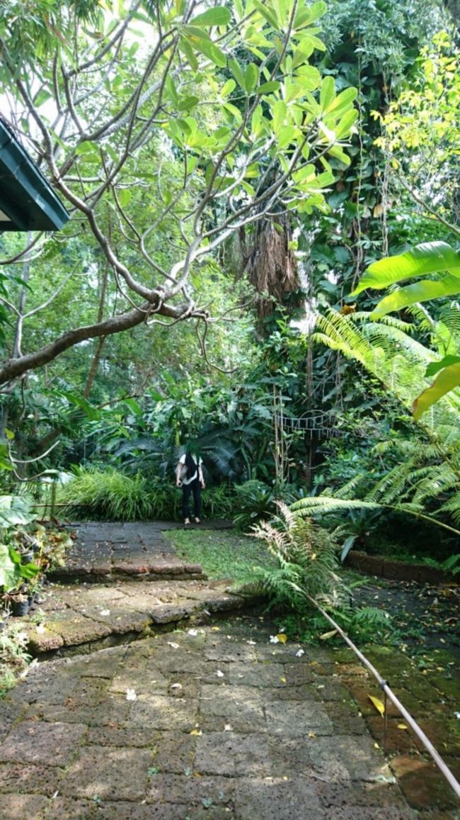 ミニジャングル。