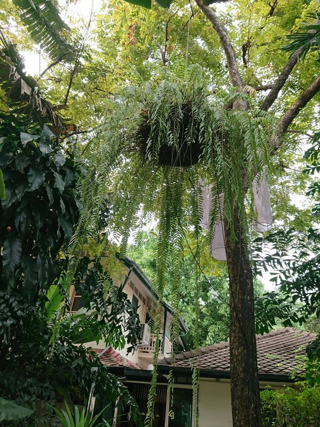 時期のせいか生花が少なかったのが、とても残念でした。花の時期に行かれることをお薦めします。<br /><br />参加したガイドツアーは、日本人6名に外国人1名。日本人に人気のようですね。<br /><br />この博物館の創設者のサクンさんがインフォメーションの所におられて、少しお話することができました。<br />