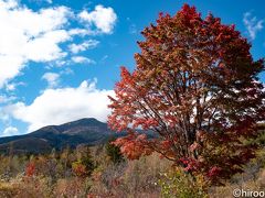 次に訪れたのは一の瀬園地。ここがこの時期の紅葉の見頃。有名なオオカエデ。やっと紅葉に会えました。ただ、晴天下で赤の色を出すのが難しい。