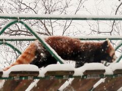 旭川-1　旭山動物園　雪の中　　　45/　　　　9