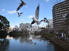 小田原城址公園
子供が撒くパンに狂喜乱舞するユリカモメ。