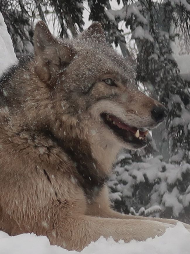 旭川-5 旭山動物園 シンリンオオカミ カナダ生まれ ☆日本固有