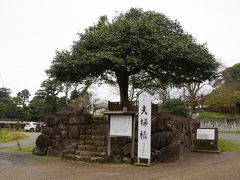 翌日は、八重垣神社へ。到着すると、まず夫婦椿が目に入ってきました。
八重垣神社には、3か所、夫婦椿があります。