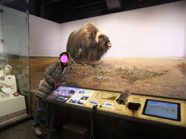 バッファロー。<br />いつか生きてる本物を見てみたいです。