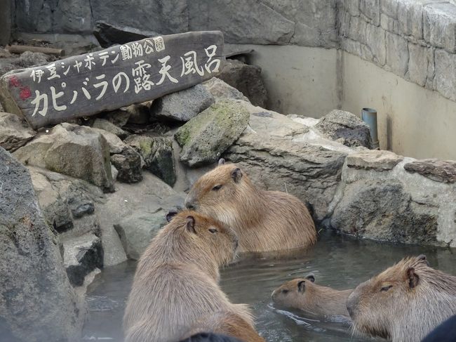 年末 年始の旅 前半は伊東 沼津温泉と海鮮満喫旅 動物にも癒されたり 修善寺で年越しそばを食す 伊東温泉 静岡県 の旅行記 ブログ By ぴくしーさん フォートラベル