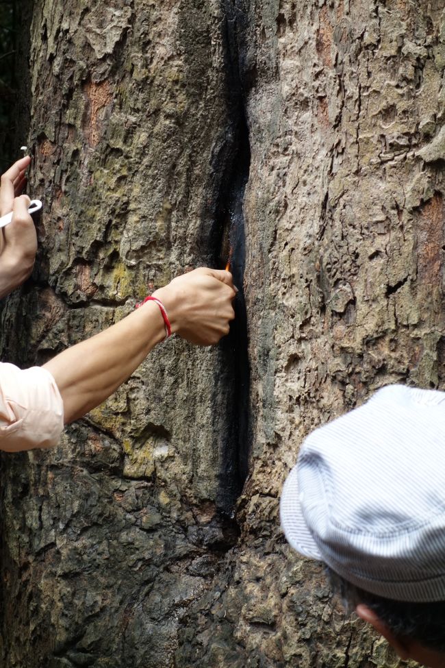 松ヤニ着火デモンストレーション。みんながやるから、木が焦げてる