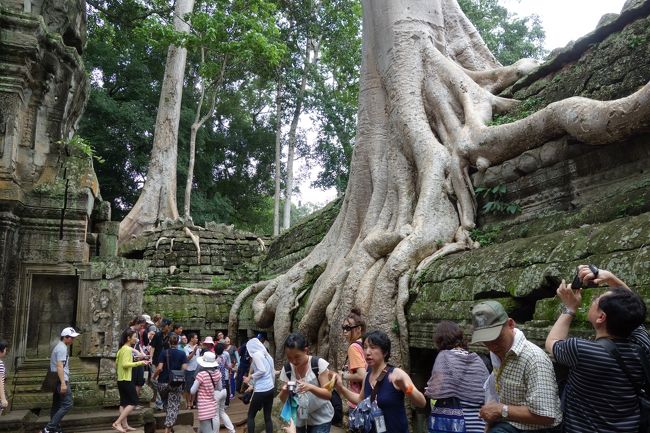 タ・プロームで最も有名な巨木