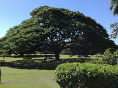 私たちは特に興味がないので園内には入らず外から写真のみ

何本もそれらしい木があって、どれがCMのやつなのか・・・？