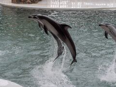 寒くてもイルカは元気です。イルカと写真撮ってもらい、今回のもう一つの目的
「アジ釣り」へwww
釣りがしたいと熱望されやってきました、これが面白いくらいに釣れるんです。針が切れる前に竿を返却して、釣ったアジは美味しくいただきました。城崎マリンワールドは色々と体験できるプログラムが多くまた来たいなと思える水族館でした、城崎温泉の花火も観たいしまた夏に訪れようと心に秘め、あまりの寒さに負け温泉街へと引き返しました。