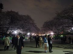 基本的にはこの次の日の週末も桜は楽しめなはずですが、東京を離れてしまったので、鑑賞できず、週明けにはすっかり葉桜になってしまいました。