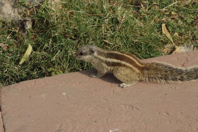 城内には、リスが。