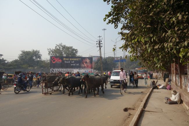 さて、ここからジャマーマスジットに行きます。アグラ城外で捕まえたタクシーは、「そっちには行かない。混むから」とのこと。<br />仕方がないので、歩きます。<br />歩いていると、思いの外、見知らぬ景色に出合えます。こんな牛の大群とか。スラム街とか。<br />