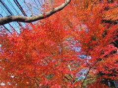 例年に比べて暖かいからか目黒雅叙園前ではまだ紅葉が見られました。