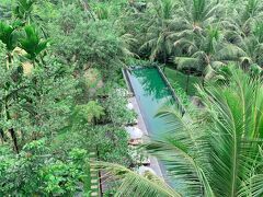 ただいまーーーー
変わらないウブドの森