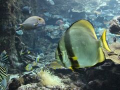 枯木灘海岸の南端にある串本海中公園へ。
まずは水族館へ。

このあたりの海に生息している魚などが見られます。
私のお気に入りのツバメウオ。
昔、沖縄でダイビングしたときに、ツバメウオが５０匹くらいの群れで泳いでいて、一斉に回れ右をしたのが強烈なインパクトでした。