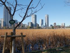 上野の不忍池の冬の情景。枯れた蓮や葦の群生に風情を感じます。