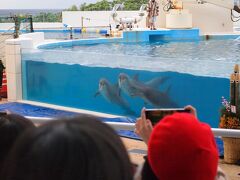 美ら海水族館の隣接している
オキちゃん劇場へ。

いろいろな種類のイルカのショーが無料で楽しめます。
１６時スタートのショーを観ましたが
１０分前ぐらいにはほぼ満席でした。