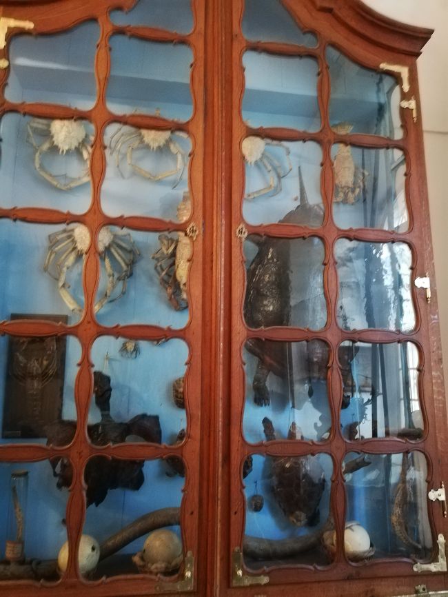 ホールのキャビネットには<br />なぜか海洋生物の剥製が