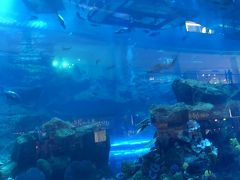 水族館まであります。

東京ドーム23個分はハンパない:(；ﾞﾟ'ωﾟ'):