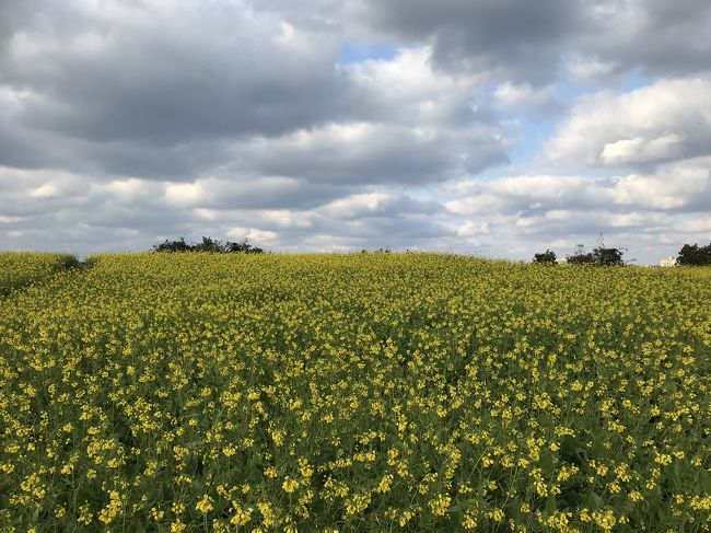 一面が菜の花でキレイでした