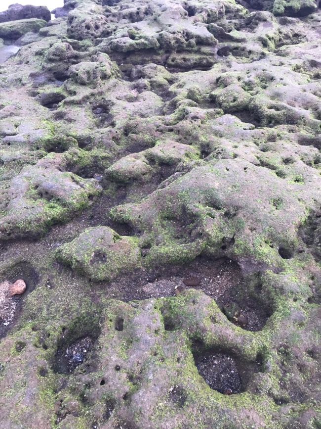 ソンサンポで撮った、海に生えているコケ？海苔？