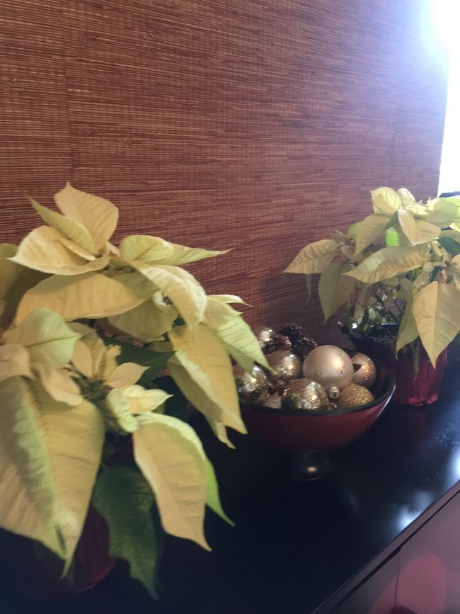 先日　新年の編み物クラブがあり、、めんろーぱーくのお宅に伺った