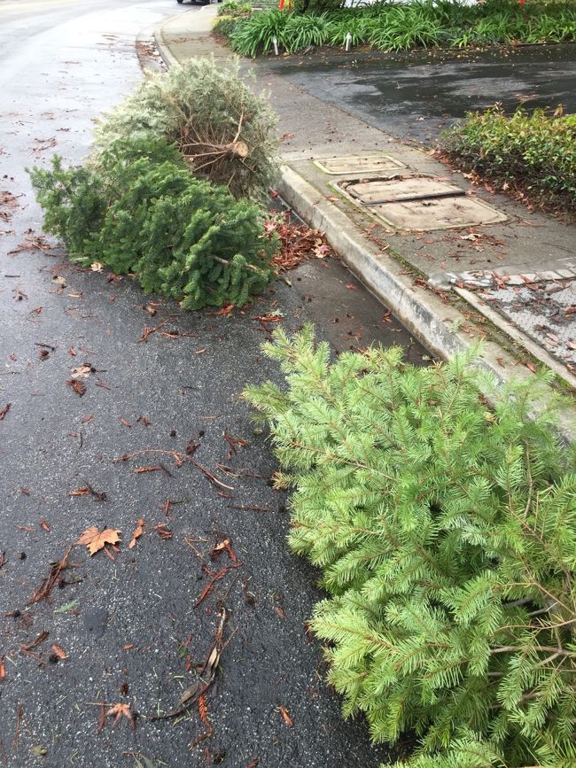 一月９日だったかしら、、が　クリスマストゥリーの回収日だったようだ、、