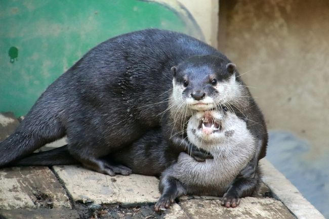 新春19 智光山公園こども動物園でコツメカワウソやモルモットの日本一の橋渡りにほっこり 狭山 入間 埼玉県 の旅行記 ブログ By まみさん フォートラベル 新春19 智光山公園こども動物園でコツメカワウソやモルモットの日本一の橋渡りにほっこり 狭山 入間 埼玉県 の旅行記 ブログ By まみさん フォートラベル