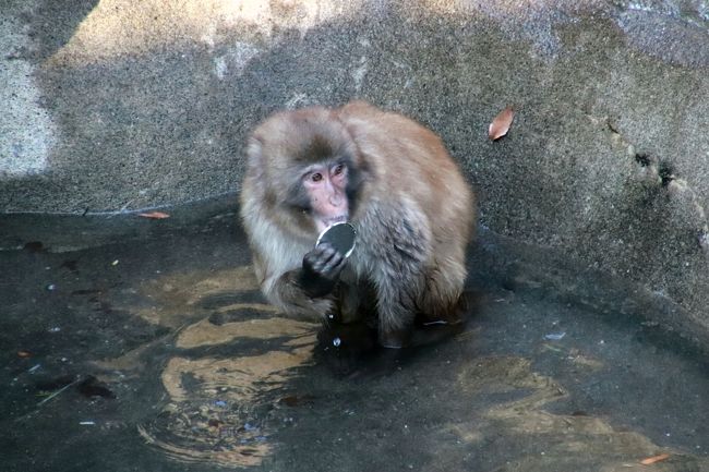 新春19 智光山公園こども動物園でコツメカワウソやモルモットの日本一の橋渡りにほっこり 狭山 入間 埼玉県 の旅行記 ブログ By まみさん フォートラベル 新春19 智光山公園こども動物園でコツメカワウソやモルモットの日本一の橋渡りにほっこり 狭山 入間 埼玉県 の旅行記 ブログ By まみさん フォートラベル