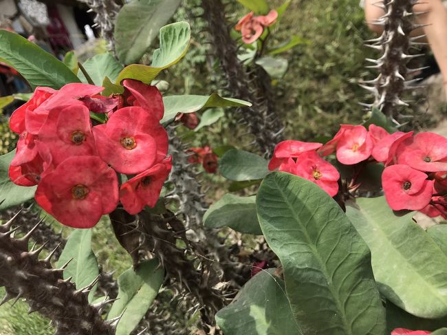 花がどれも色鮮やか